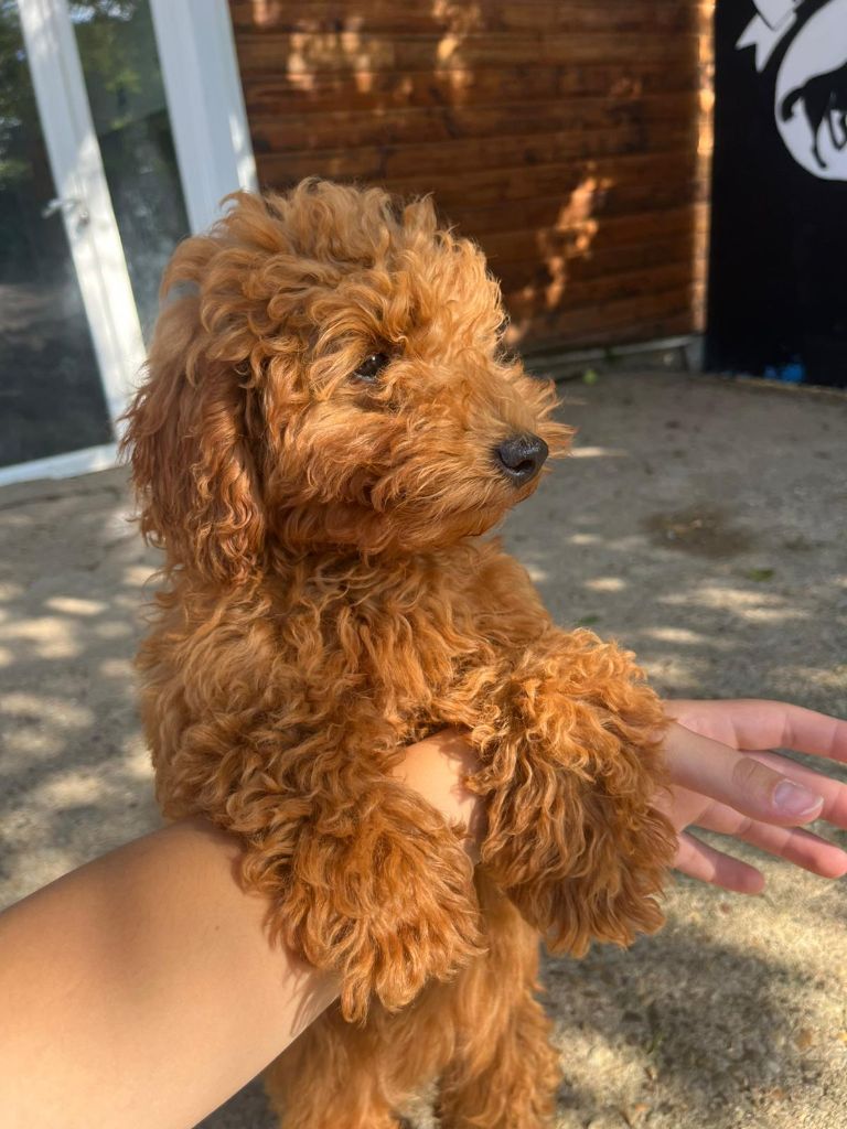 de Cibeins - Chiot disponible  - Caniche