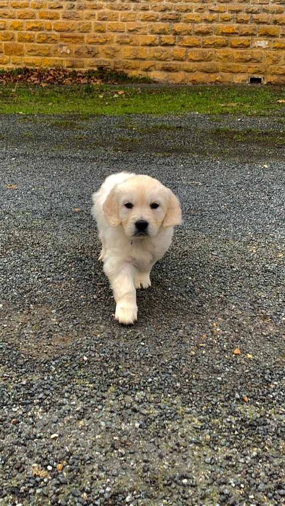 de Cibeins - Chiot disponible  - Golden Retriever