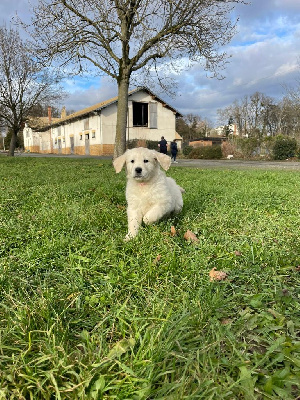 de Cibeins - Golden Retriever - Portée née le 02/12/2024