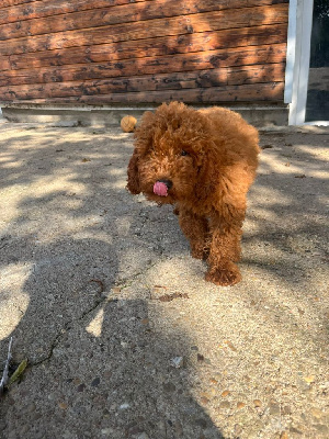 de Cibeins - Caniche - Portée née le 25/05/2024