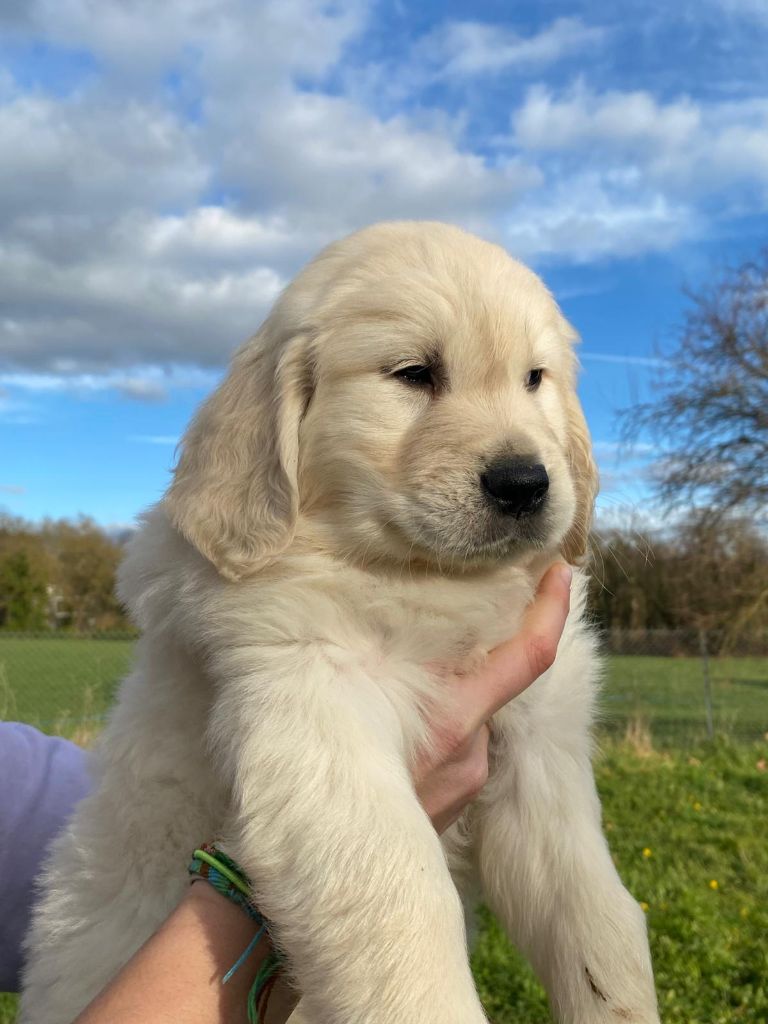 de Cibeins - Chiot disponible  - Golden Retriever