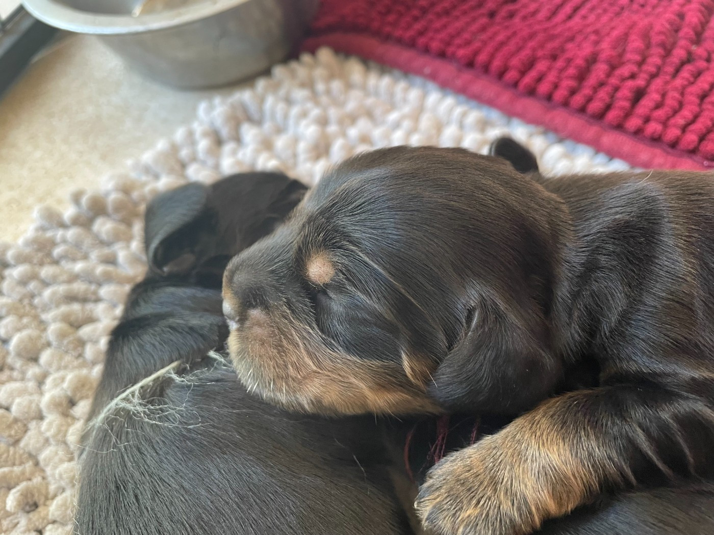 Des bébés à réserver!