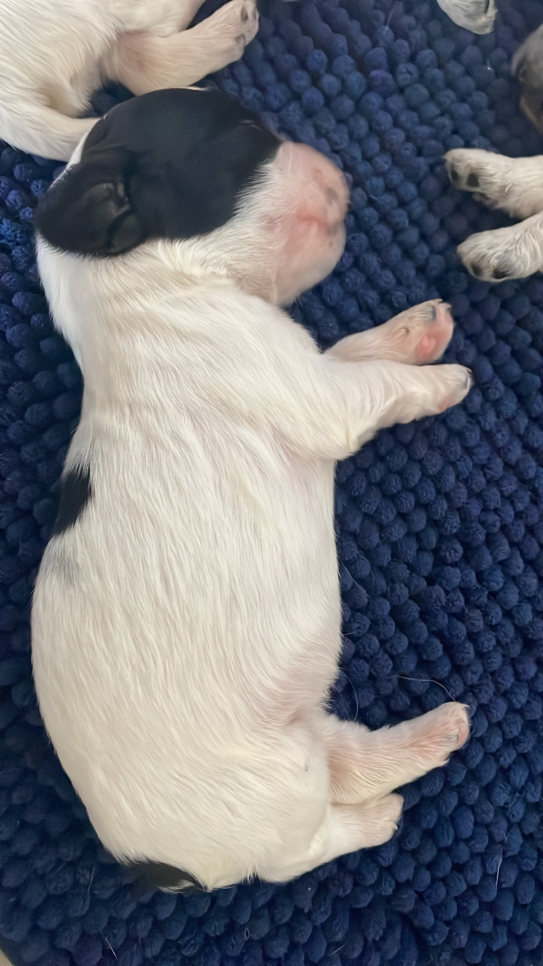 de Cibeins - Chiots disponibles - Cocker Spaniel Anglais