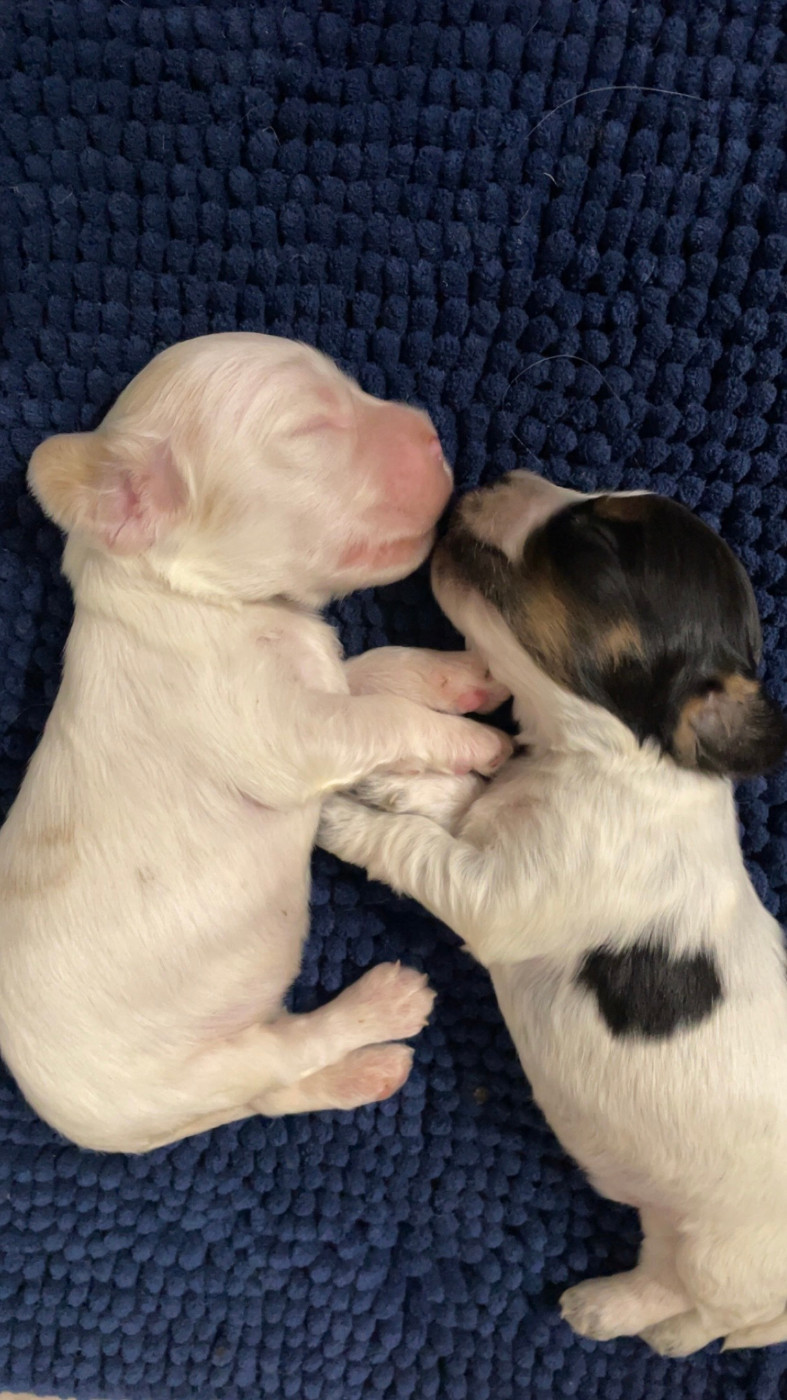 de Cibeins - Chiots disponibles - Cocker Spaniel Anglais