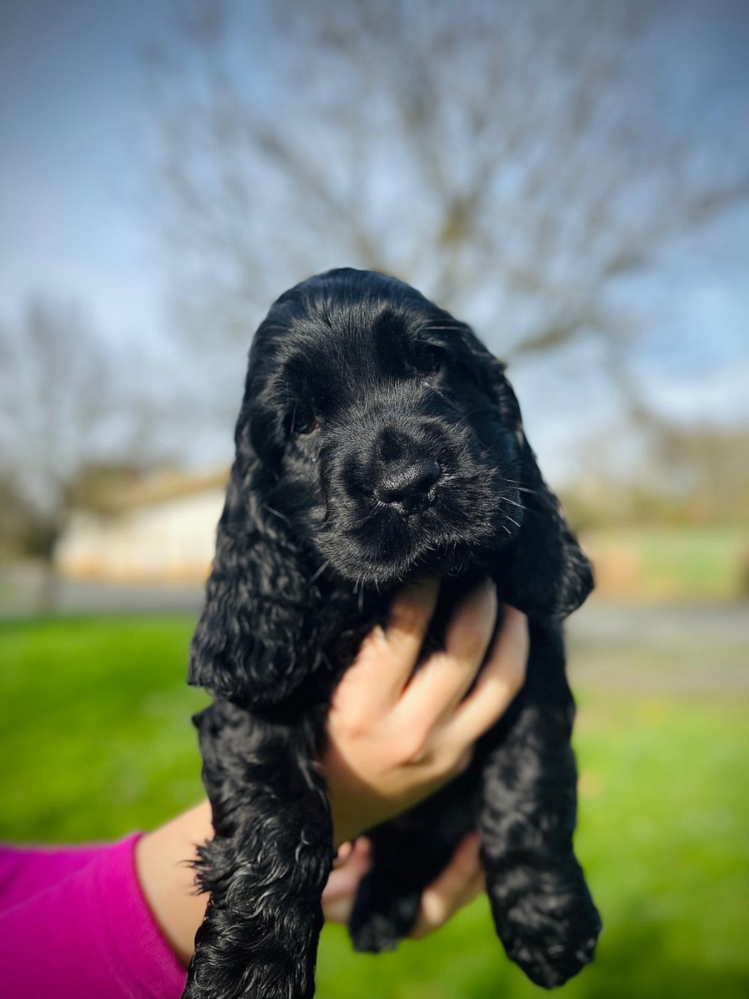de Cibeins - Chiots disponibles - Cocker Spaniel Anglais