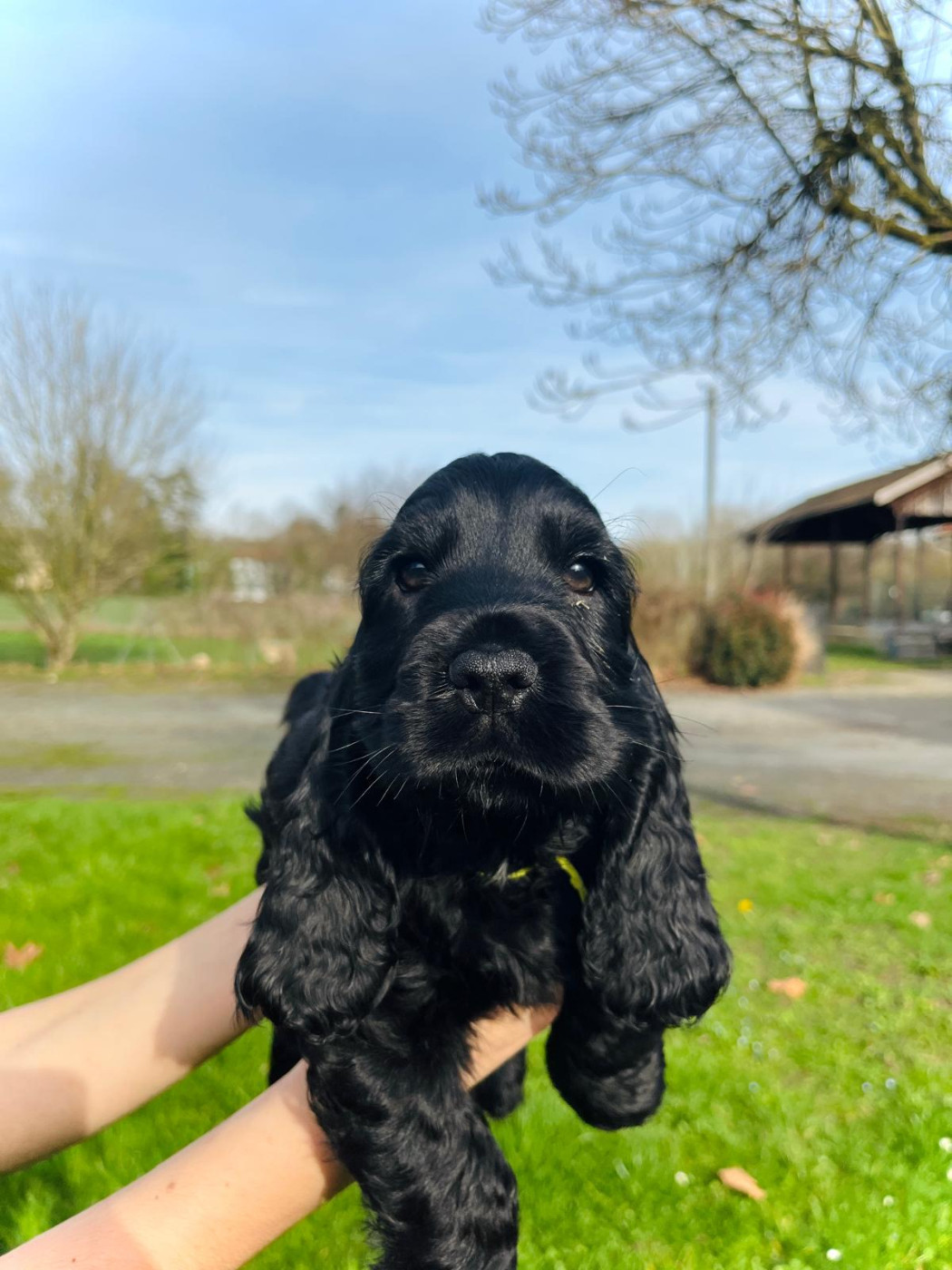 de Cibeins - Chiots disponibles - Cocker Spaniel Anglais