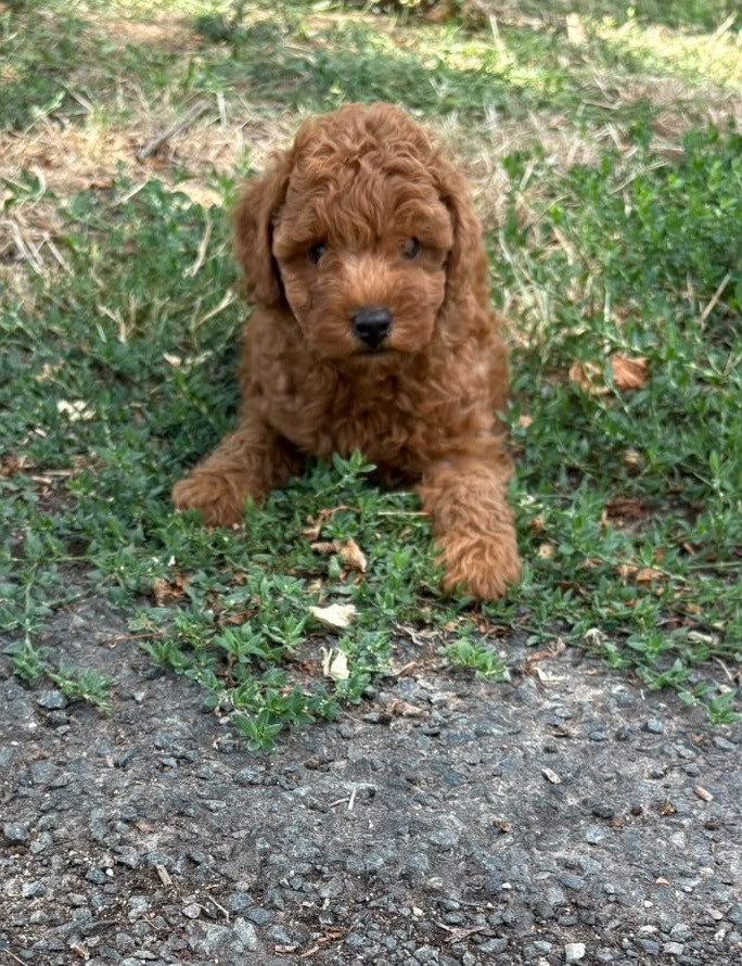 de Cibeins - Chiots disponibles - Caniche