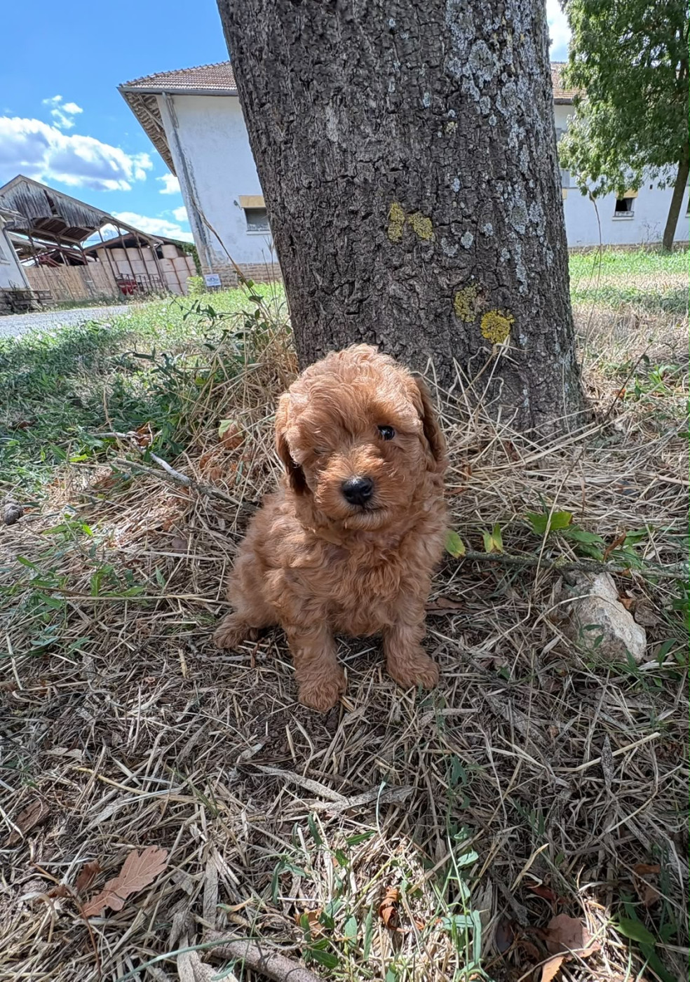 de Cibeins - Chiots disponibles - Caniche