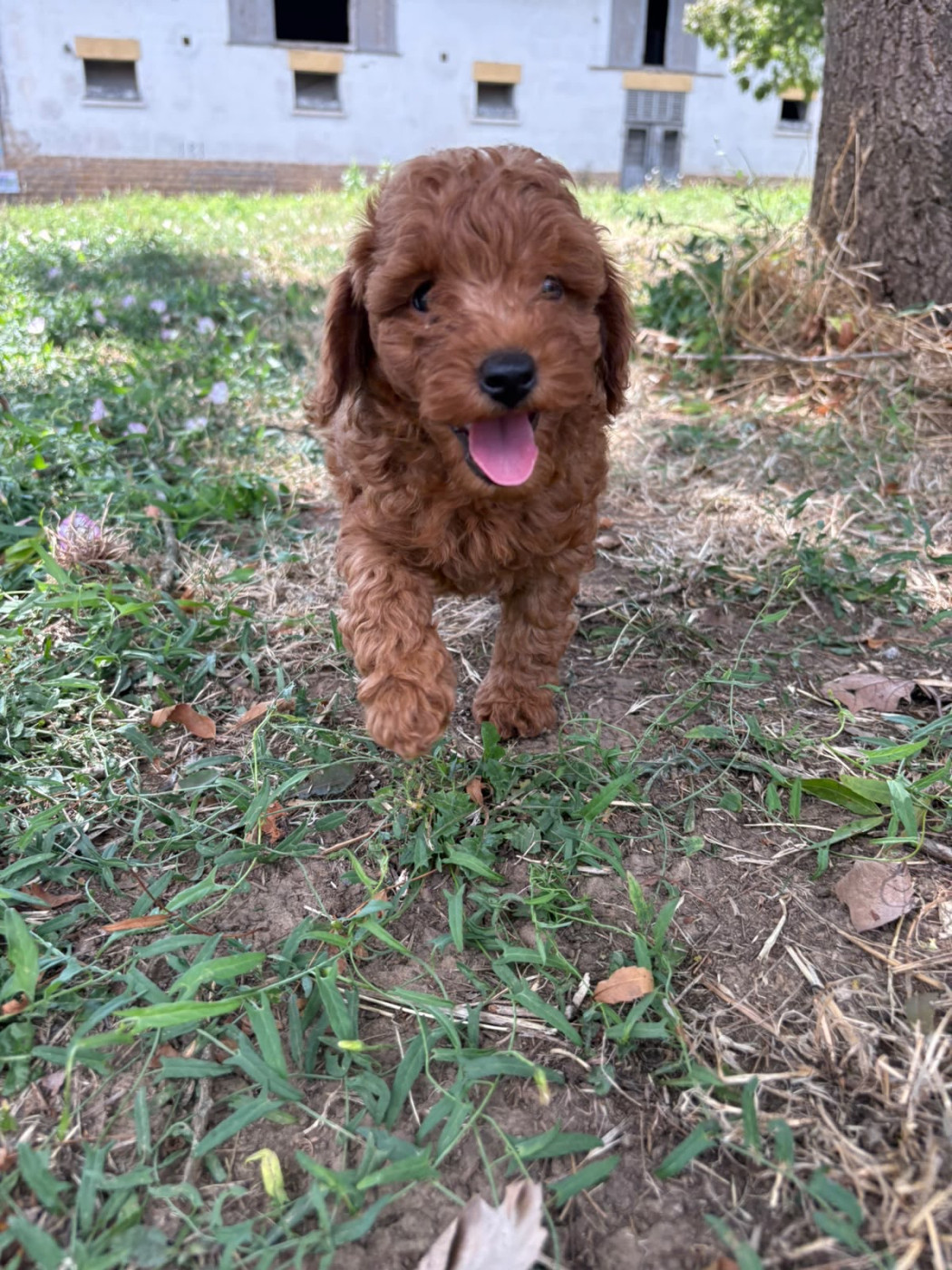 de Cibeins - Chiots disponibles - Caniche
