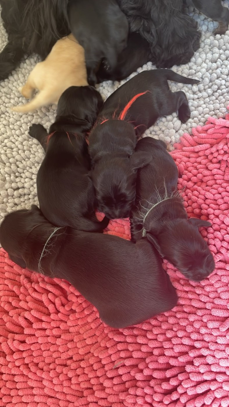 Chiot Cocker Spaniel Anglais de Cibeins