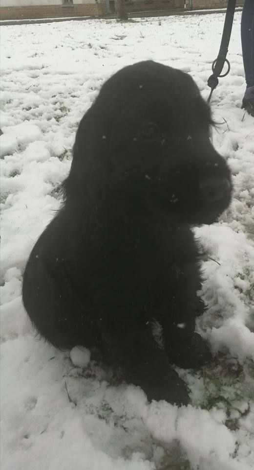 O'Malley