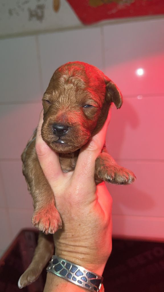 de Cibeins - Chiots disponibles - Caniche
