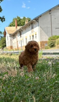 Chiot N°3