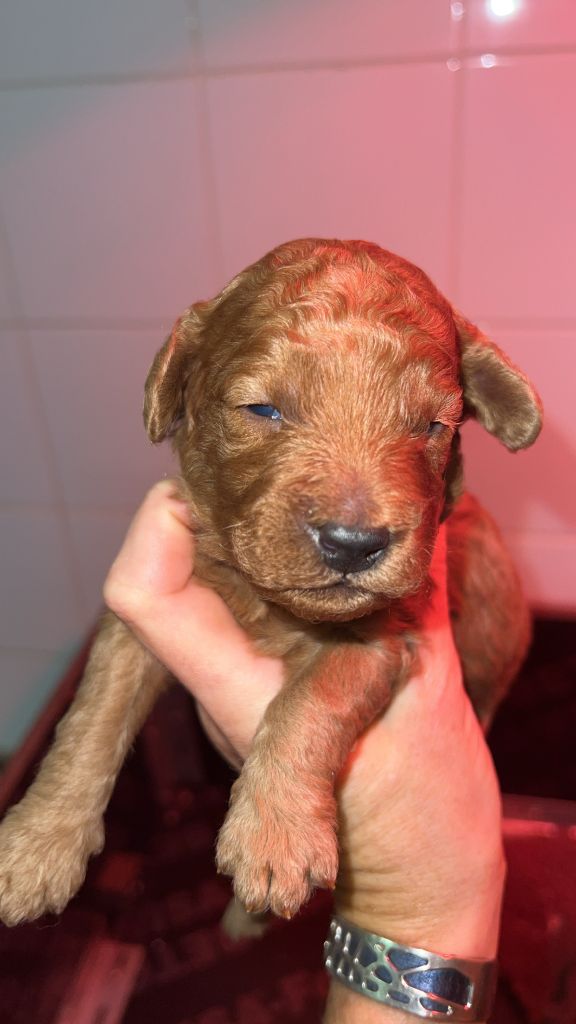 de Cibeins - Chiots disponibles - Caniche