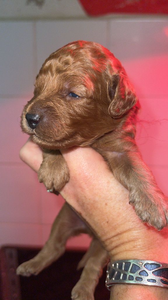 de Cibeins - Chiots disponibles - Caniche